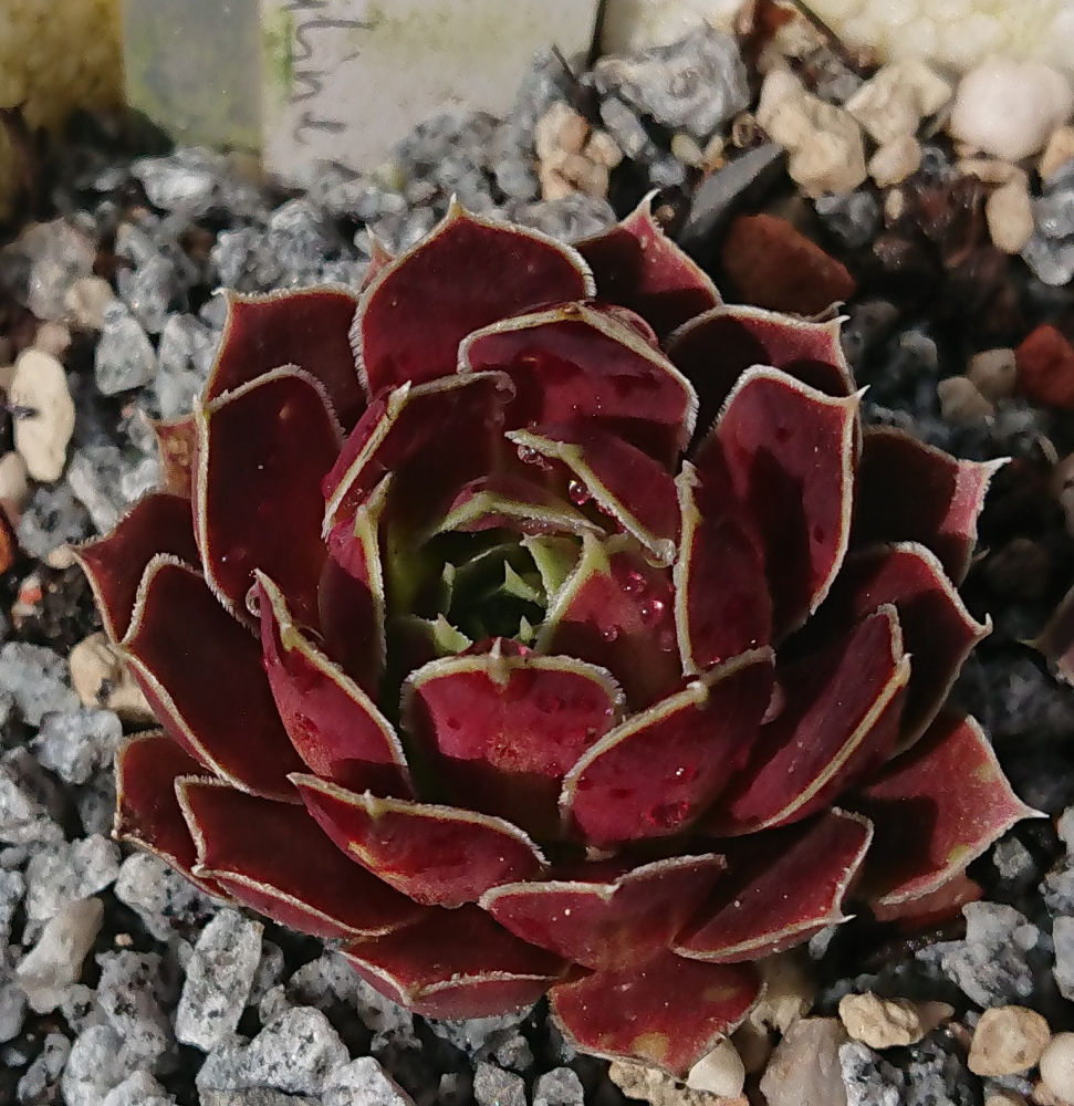 Korspelse Idaline
