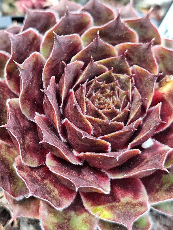 Lilac Sunbo (Netzfund)