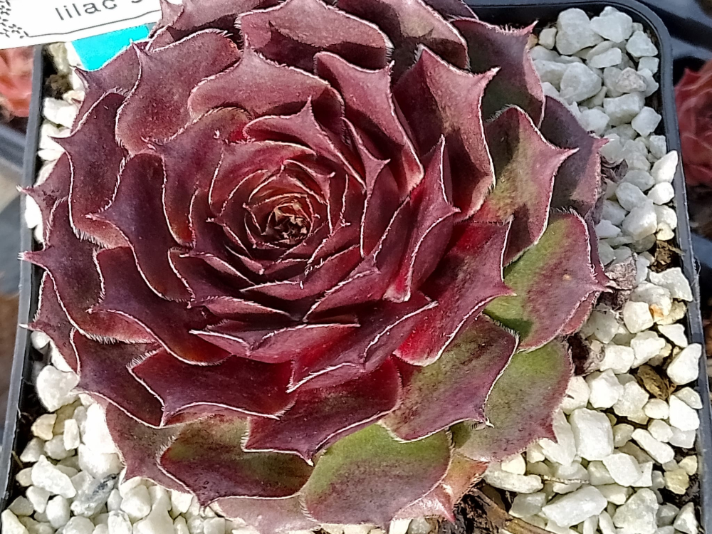 Lilac Sunbo