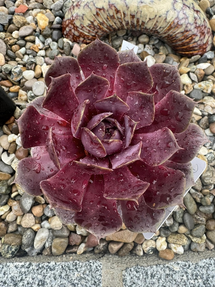 Rosenholz (Netzfund)