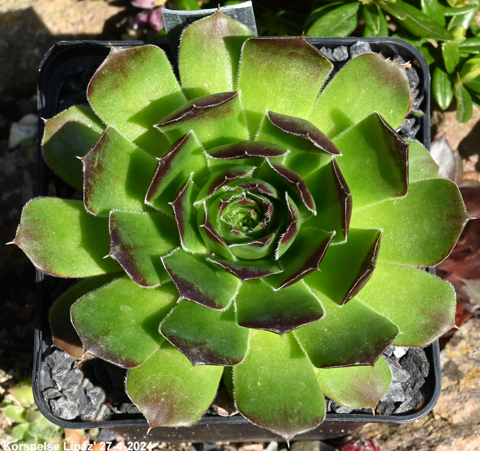 Korspelse Lipaz / Jovi