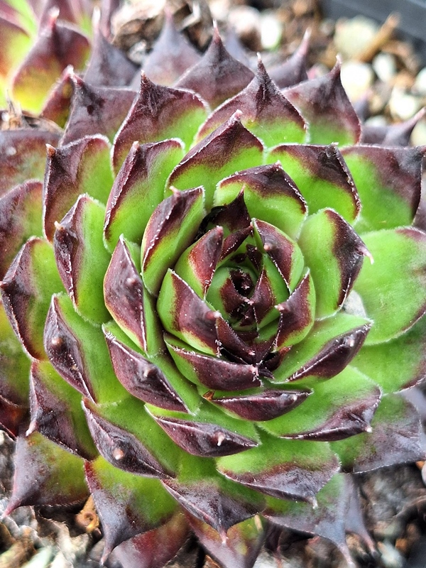 Flekrová