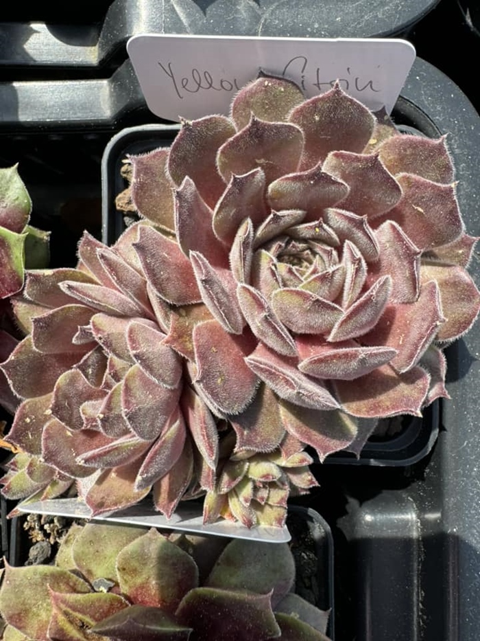 Yellow Citrin (NNG)