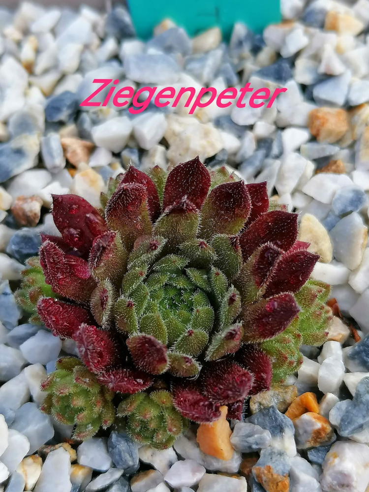 Ziegenpeter