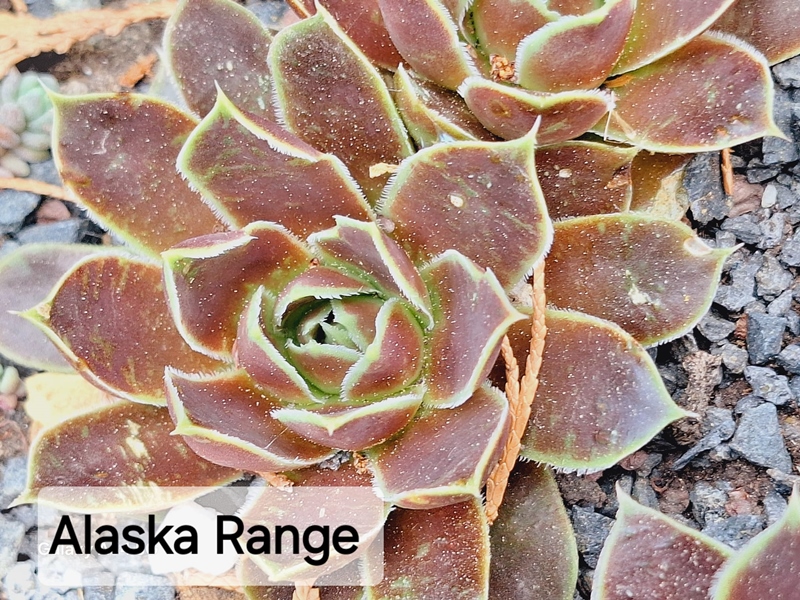 Alaska Range / Jovi