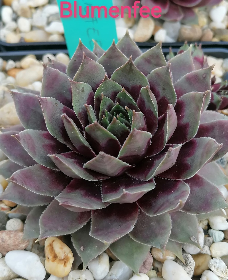Blumenfee (Netzfund)