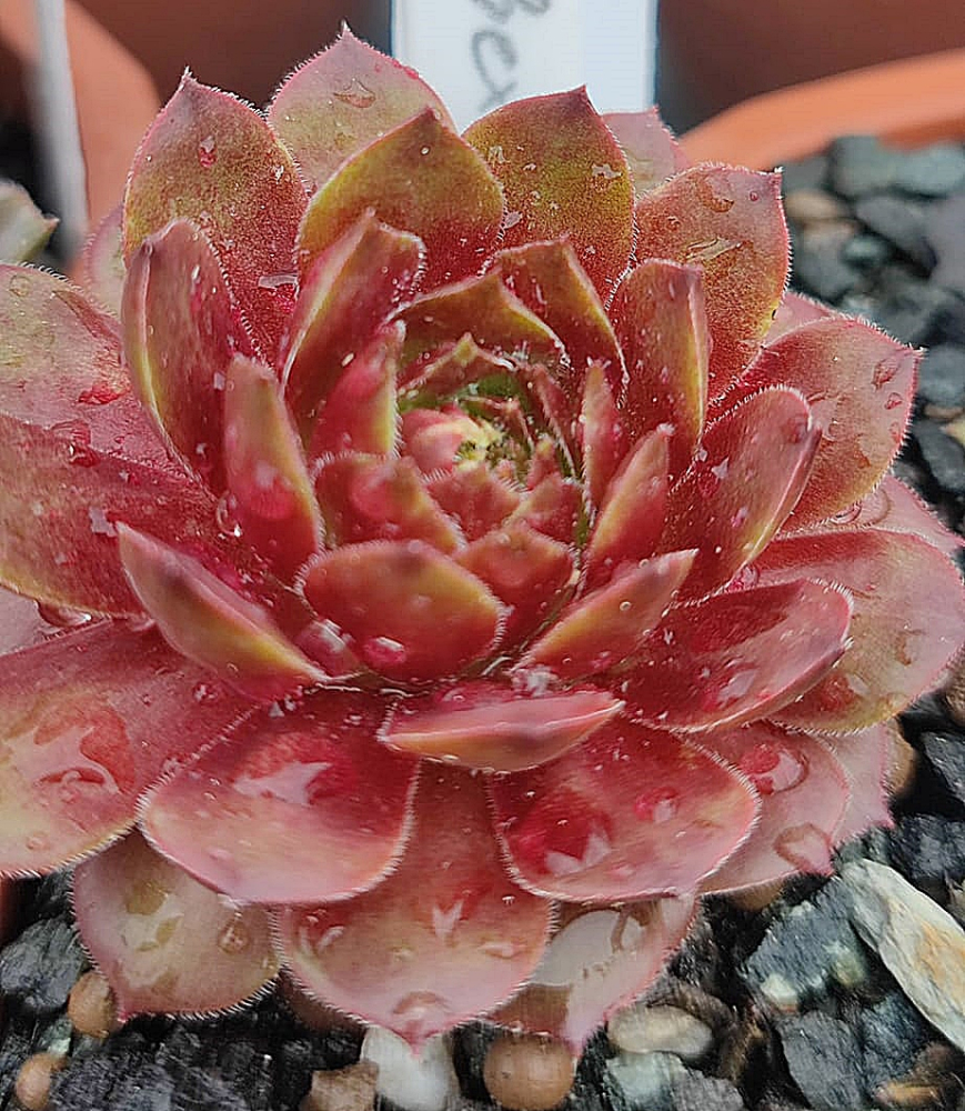 Brockenhex