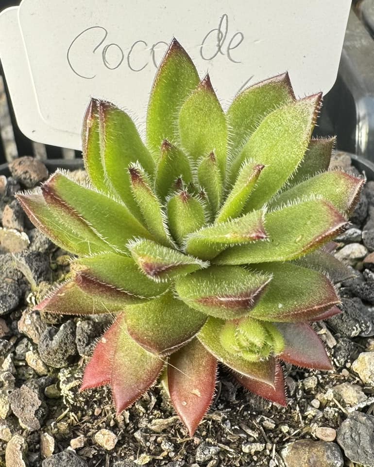 Boléro