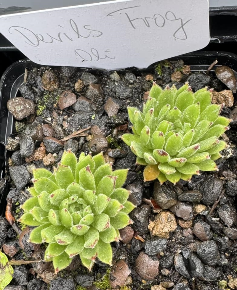 Devils Frog (Netzfund)