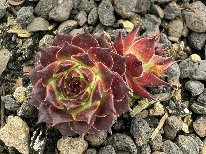 Devil's Teeth (NG)