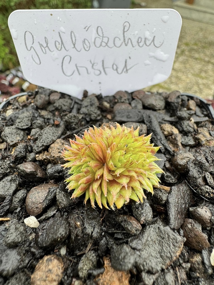 Goldlöckchen (Netzfund)