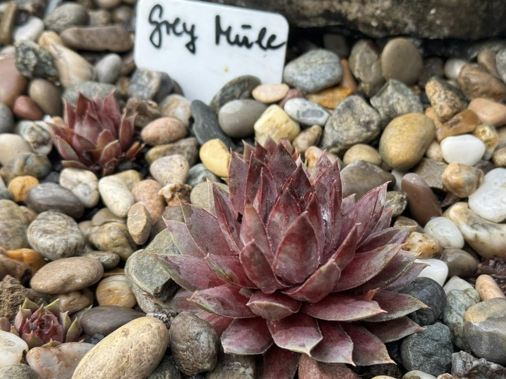 Grey Mule