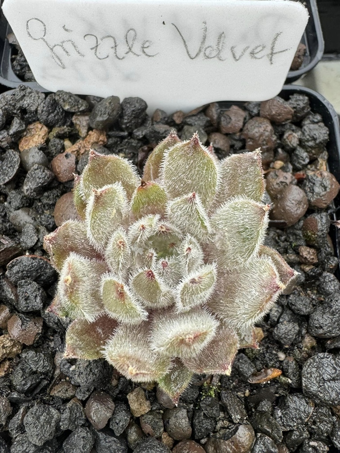 Grizzle Velvet (NNG)