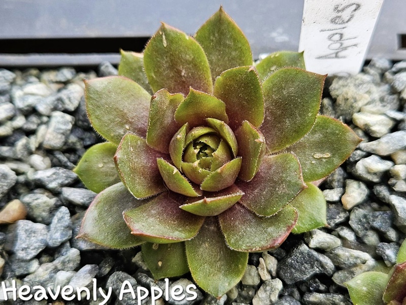 Heavenly Apples (NNG)