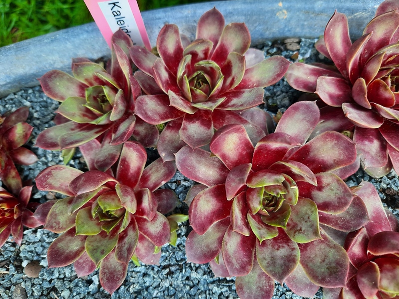 Kaleidoskop