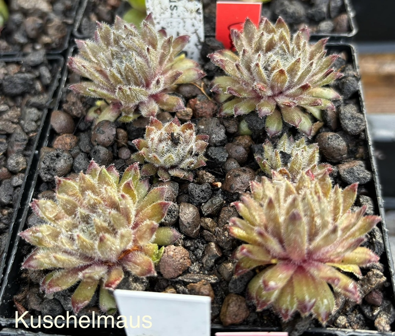 Kuschelmaus (Netzfund)