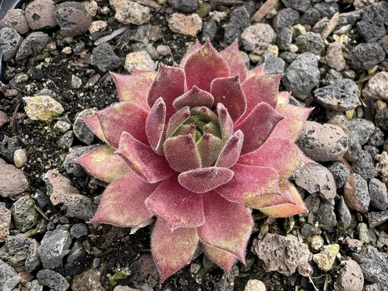 Lady Liuwa (NNG)