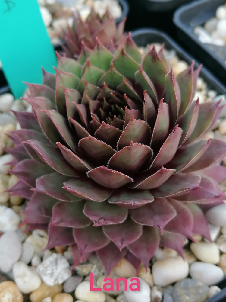 Lana (Netzfund)