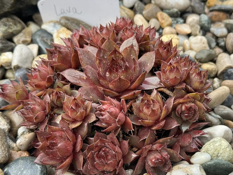 Lava (NNG)