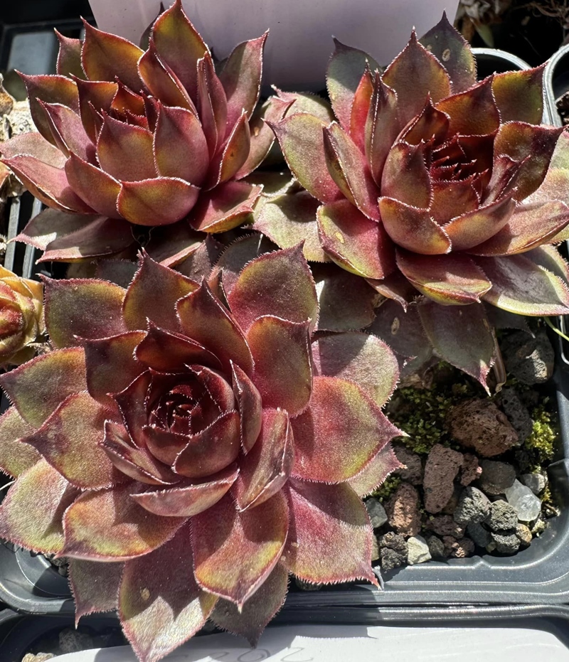 Lednice Pink (NG)