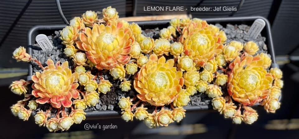 Lemon Flare© (Netzfund)