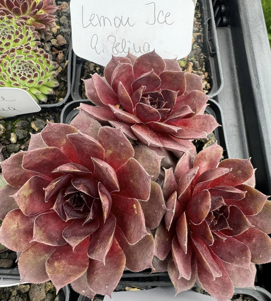 Lemon Ice (Netzfund)