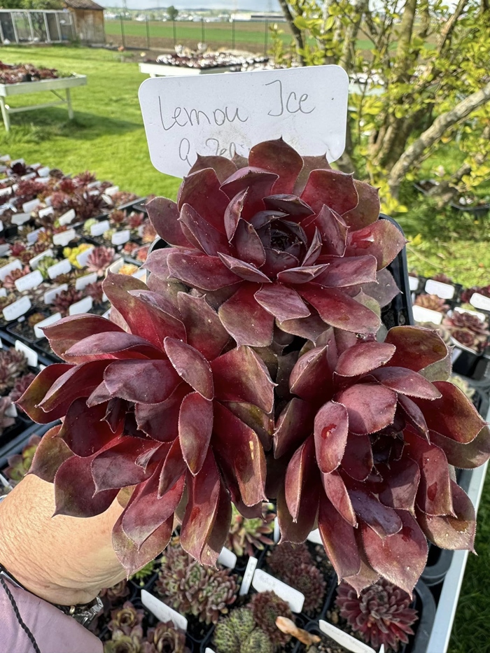 Lemon Ice (Netzfund)