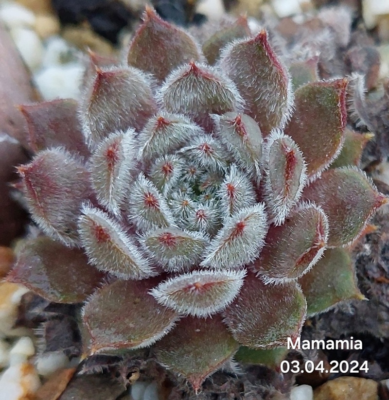 Mamamia
