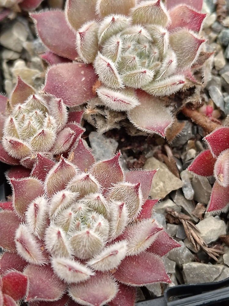 Mamamia