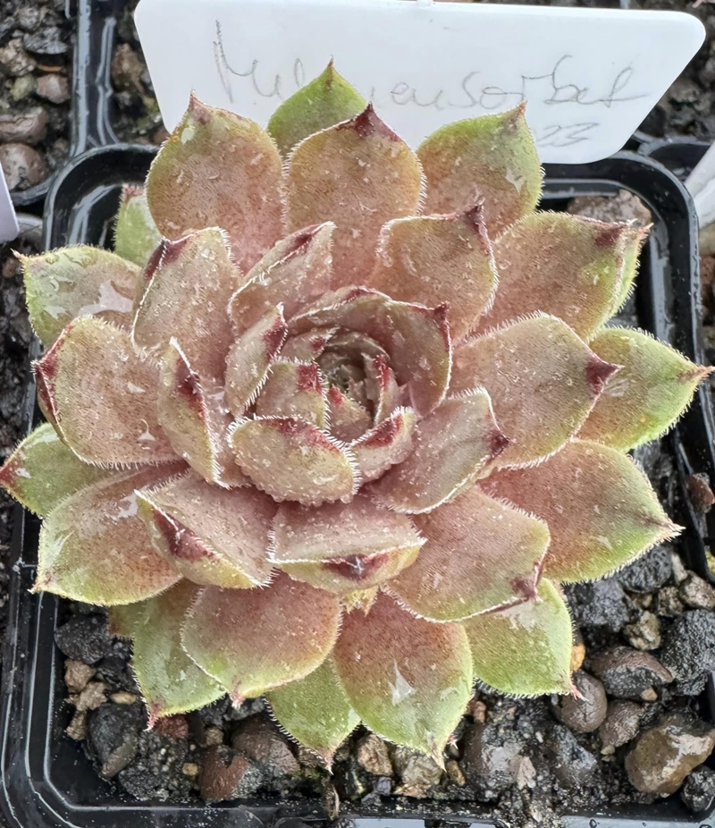 Melonensorbet (Netzfund)