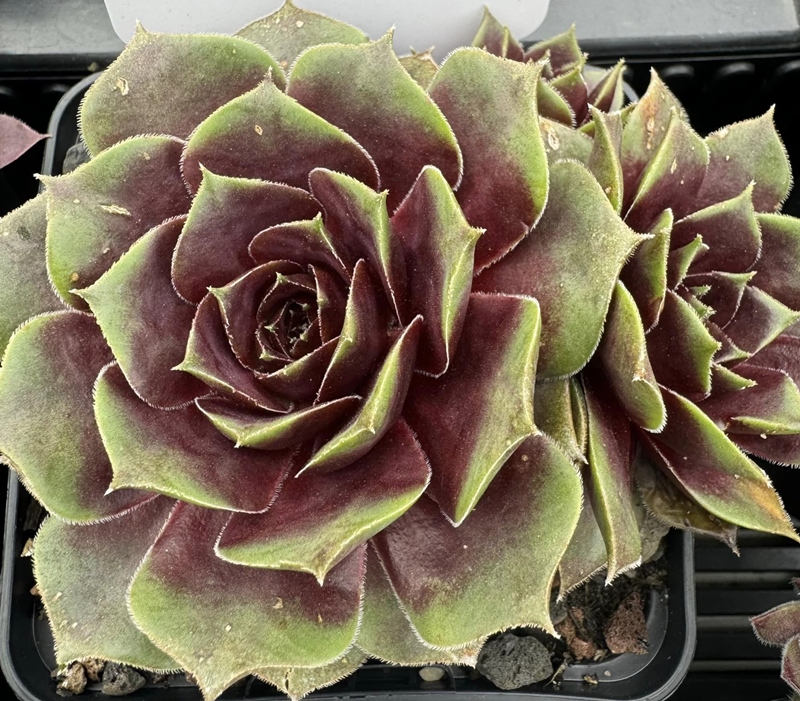 Mr. Sombrero (Netzfund)