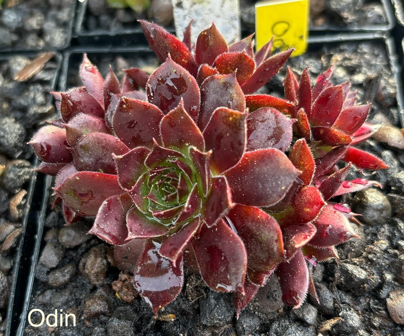 Odin (NNG)