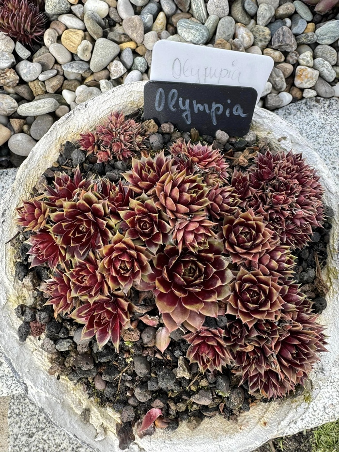 Olympia