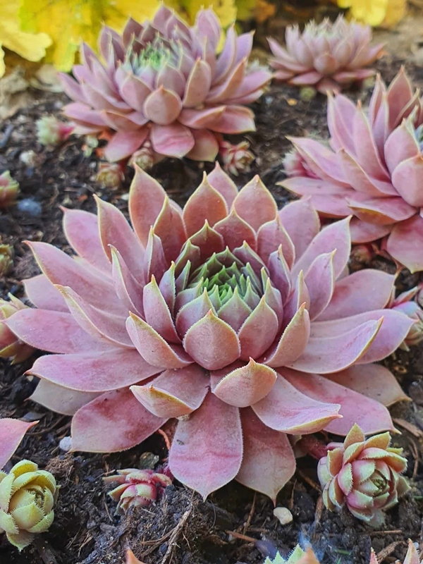 Pink Paloma (NNG)