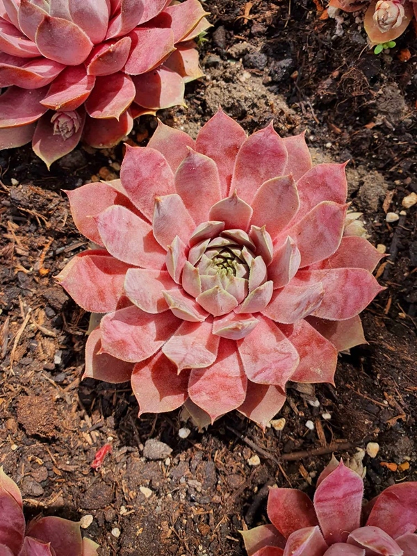 Pink Paloma (NNG)