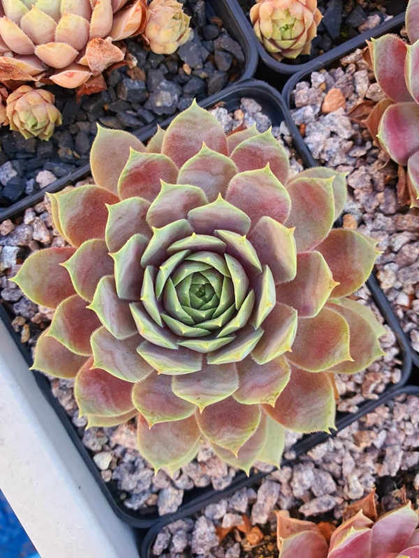 Pink Paloma (NNG)