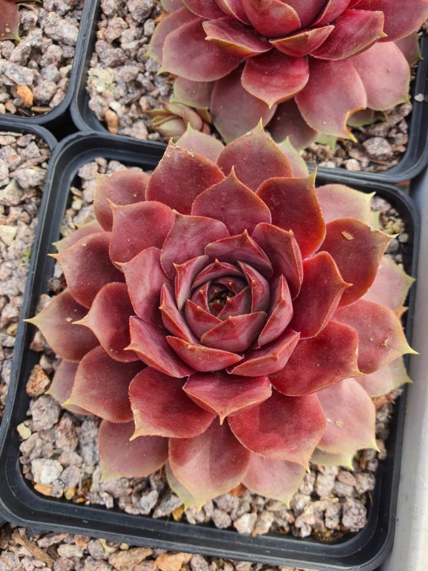Pink Paloma (NNG)