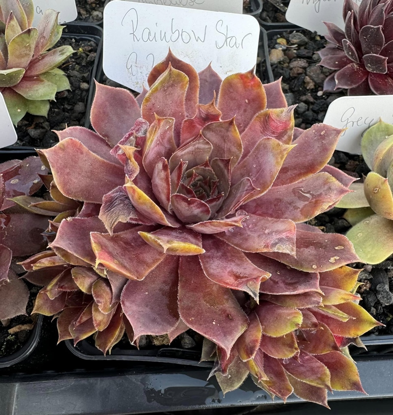 Rainbow Star (II) (Netzfund)