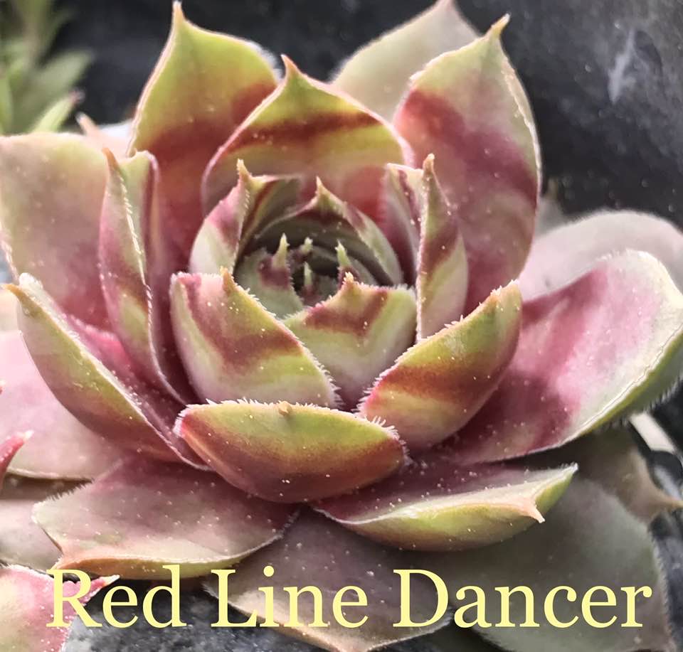 Red Line Dancers (Netzfund)
