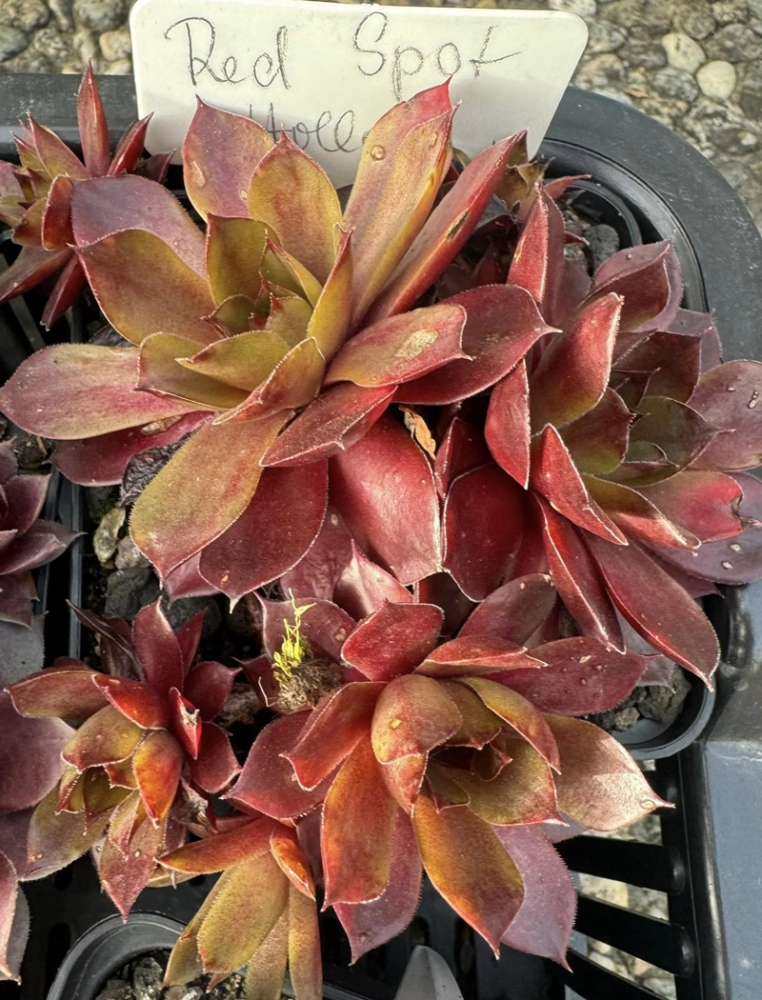 Red Spot Hollow (NNG)