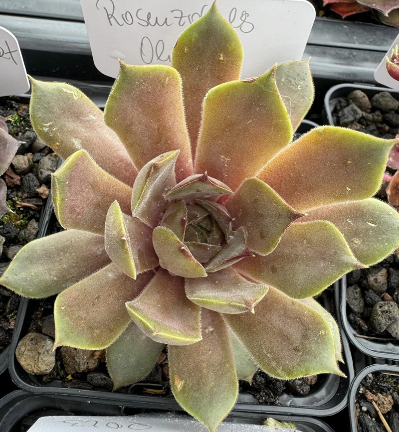 Rosenzobels Olive (Netzfund)