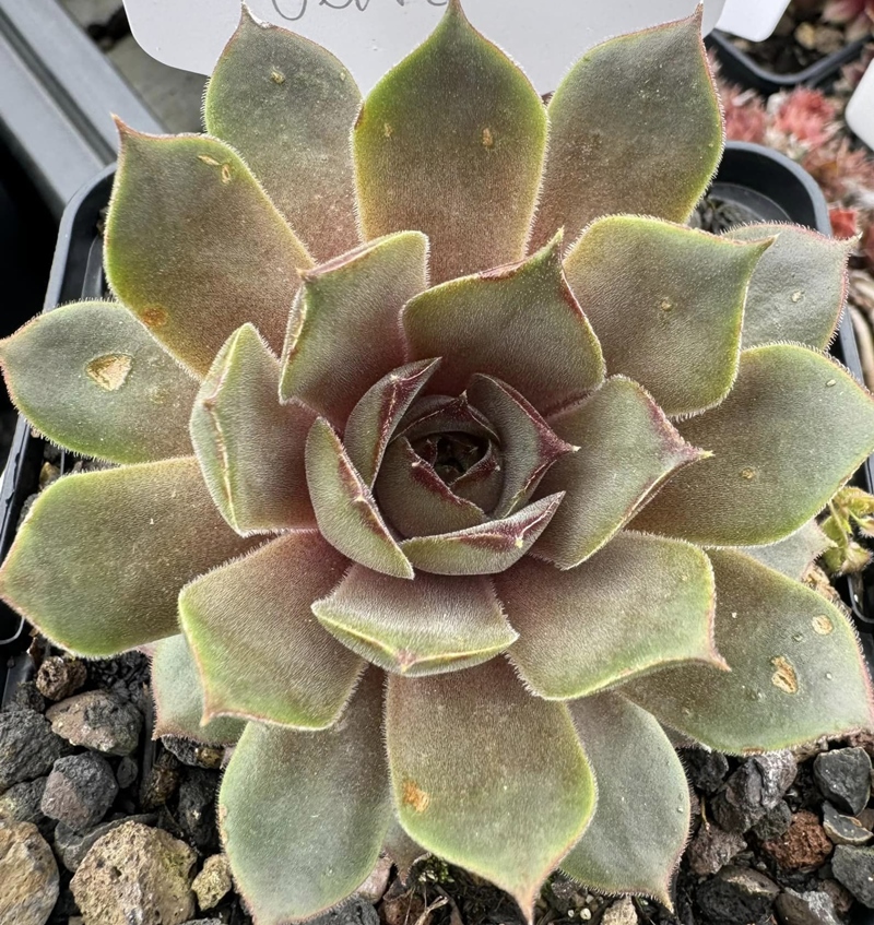Rosenzobels Olive (Netzfund)