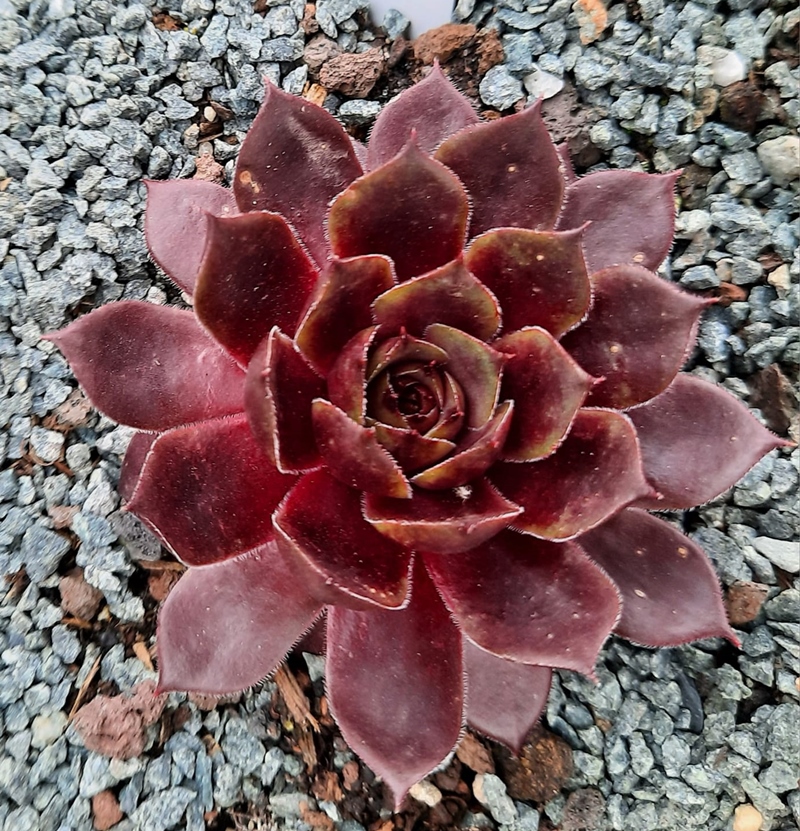 Sparta (NNG)