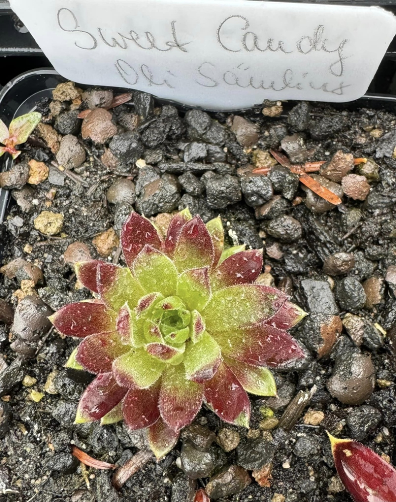 Sweet Candy (Netzfund)