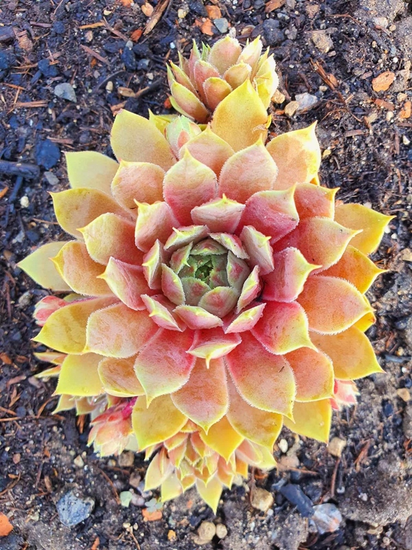 Tequila Sunrise (NNG)