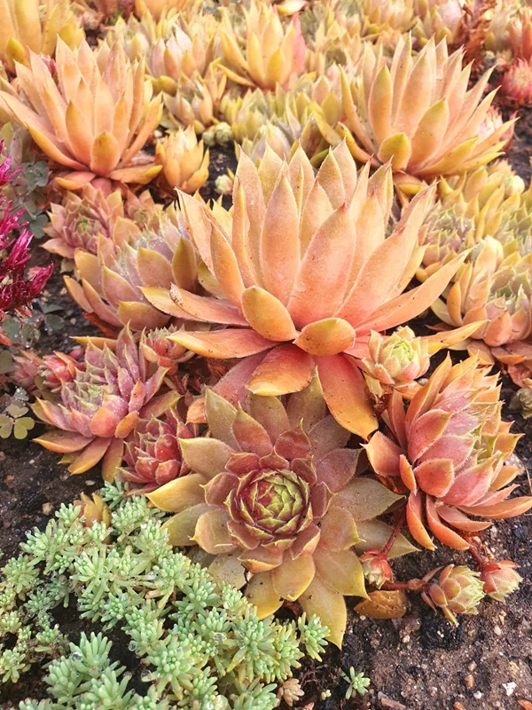 Tequila Sunrise (NNG)