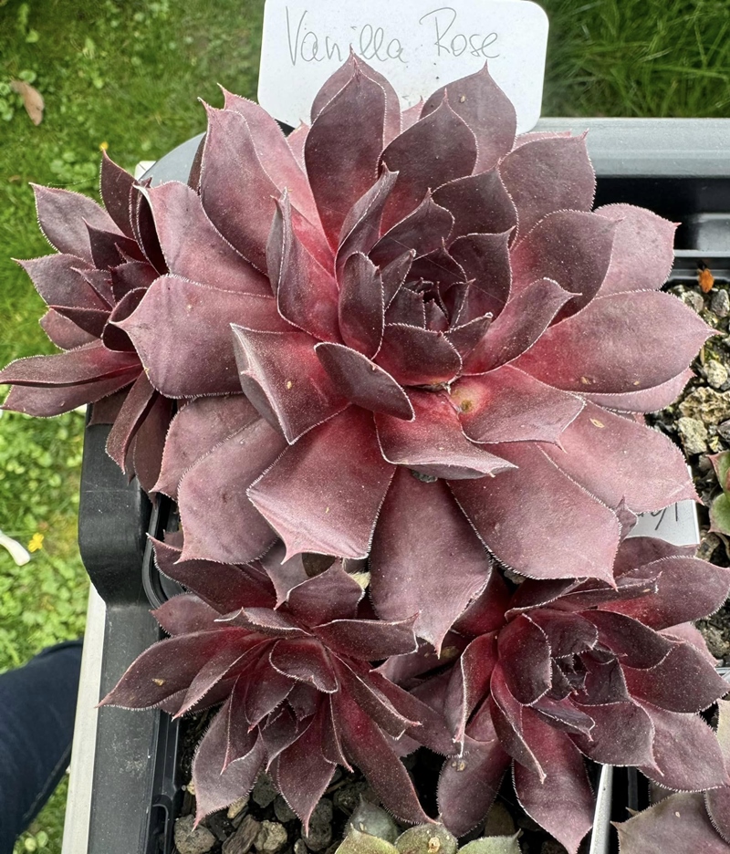 Vanilla Rose (Netzfund)