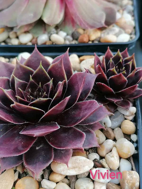 Vivien (Netzfund)