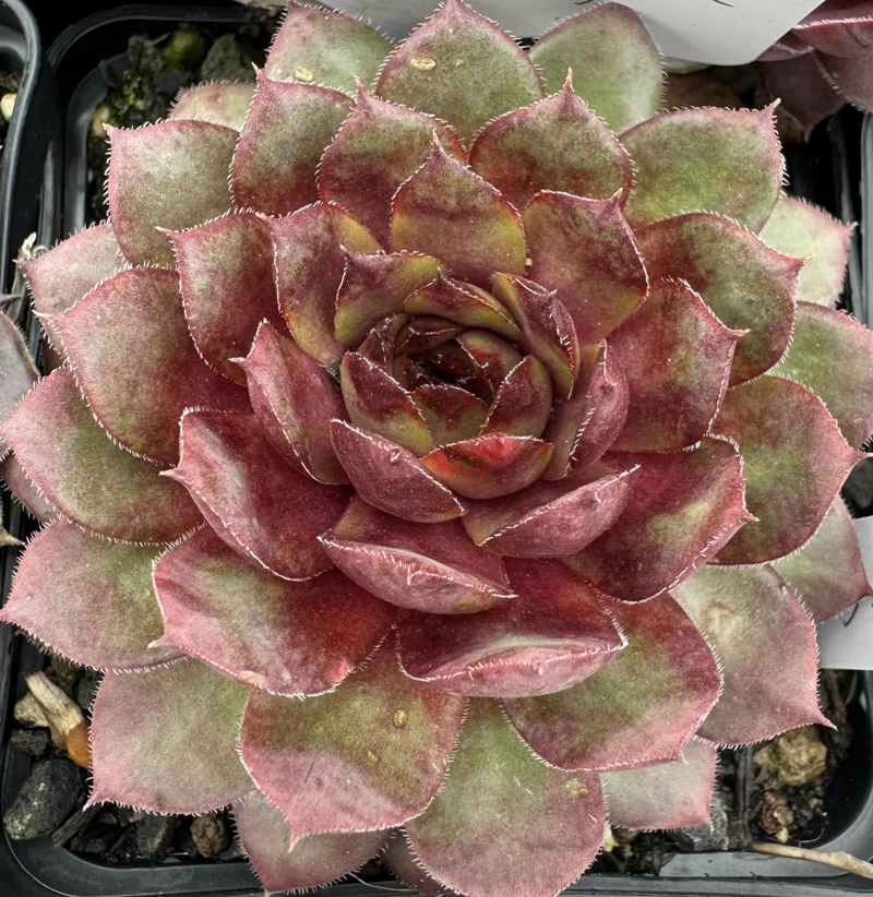 Wiener Caramel (Netzfund)