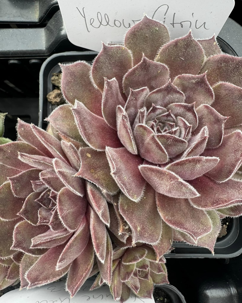 Yellow Citrin (NNG)